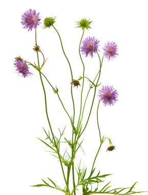 Isolated pincushion flower plant clipart