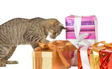 Noel hediyelerini teftiş kedi