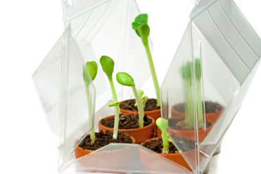 Genç bitkiler ile sera