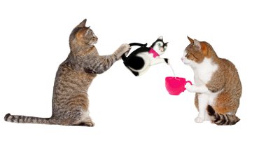 Çay saati için pisi kedi