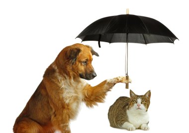 Dog is protecting a cat with a umbrella