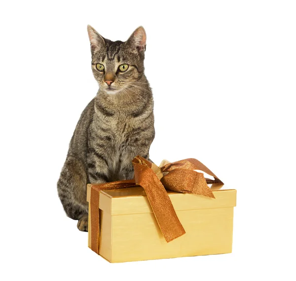 Cyperse kat met feestelijke cadeau — Stockfoto