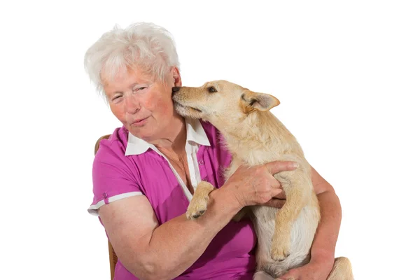 Petit chien léchant son propriétaire âgé — Photo