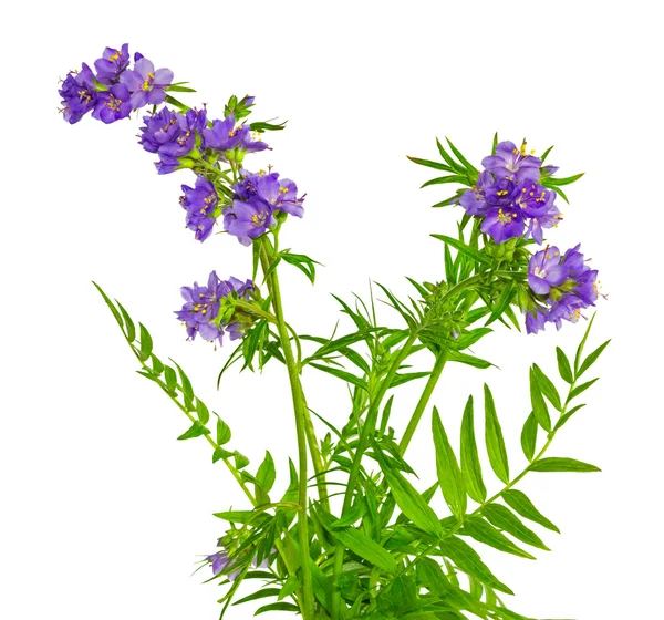 Polemonium, Jacob's ladder — Stockfoto