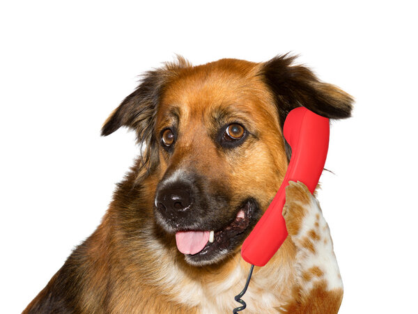 Dog is talking on telephone, on white background