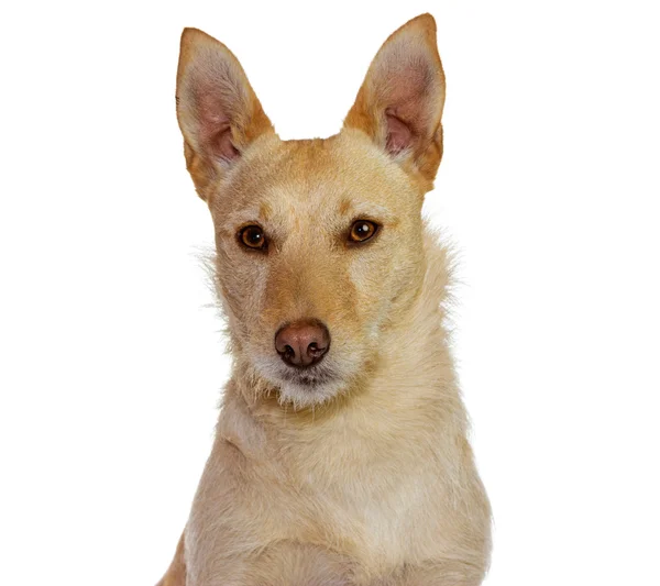 Cute yellow dog — Stock Photo, Image