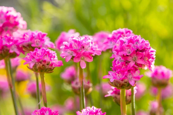 Arménie květy — Stock fotografie