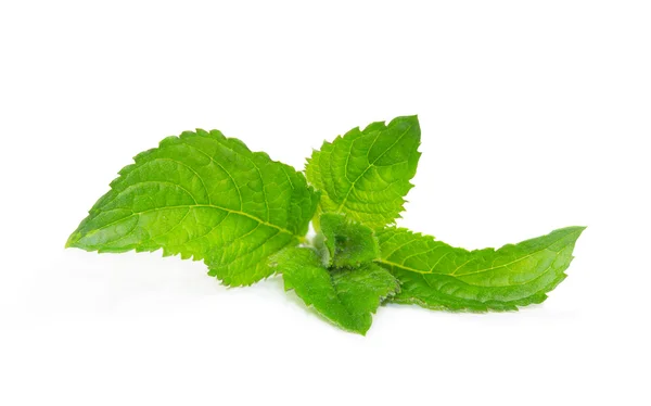 Fresh mentha or mint leaves — Stock Photo, Image