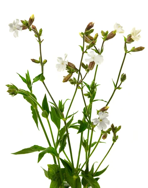 Flor campion blanca — Foto de Stock