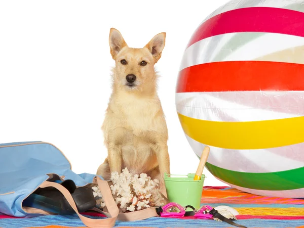 Cão de alerta à beira-mar — Fotografia de Stock