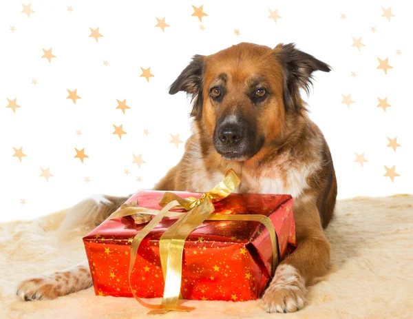 Dekoratif Noel hediye ile köpek — Stok fotoğraf