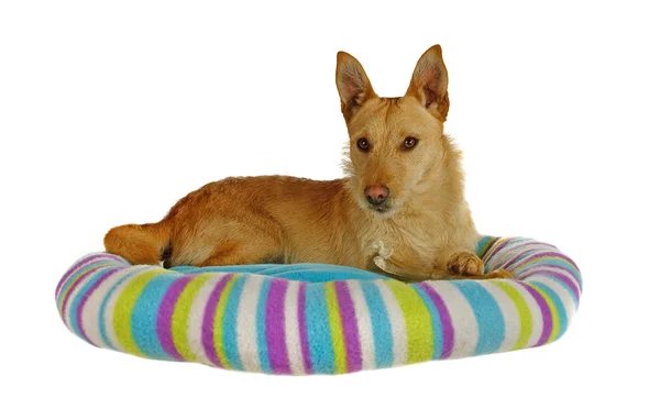 Cute Jack Russel Terrier in his dog bed — Stock Photo, Image