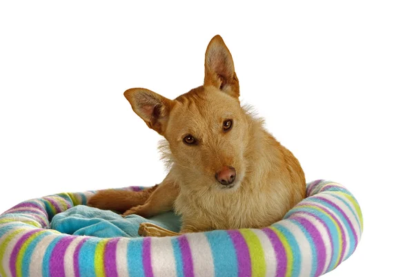 Lindo Jack Russel Terrier en su cama de perro — Foto de Stock