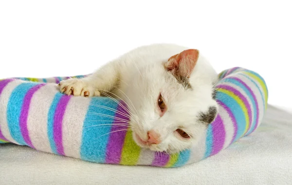 Blanco tomcat en su gato cama — Foto de Stock