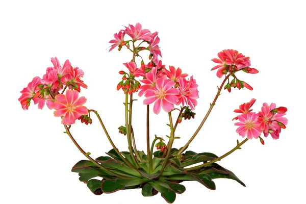 Lewisia cotyledon, sur fond blanc — Photo