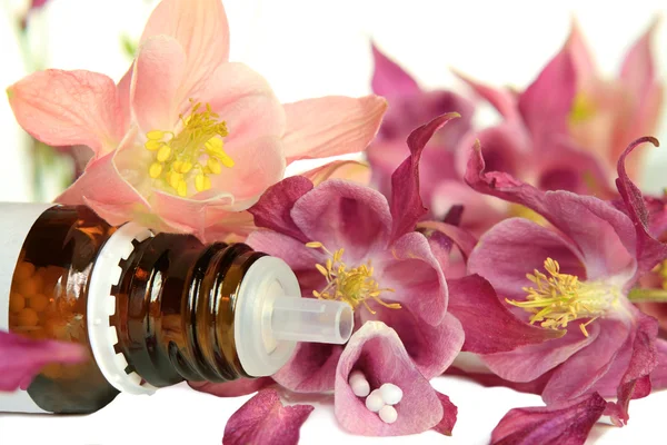 Aquilegia for homeopathy — Stock Photo, Image