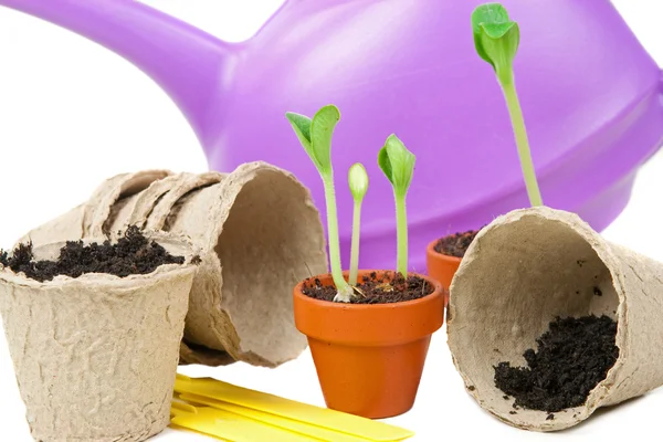 Young plants are ready for a bigger flowerpot — Stock Photo, Image