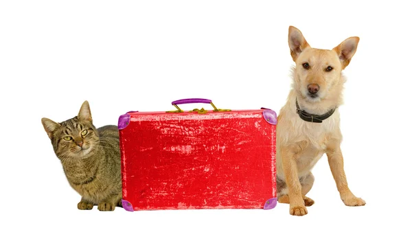 Cão e gato viajando — Fotografia de Stock