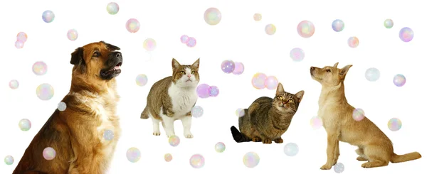 Cães e gatos felizes com bolhas — Fotografia de Stock