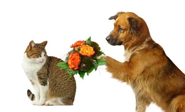 Pardon Pictures Pardon Stock Photos Images Depositphotos
