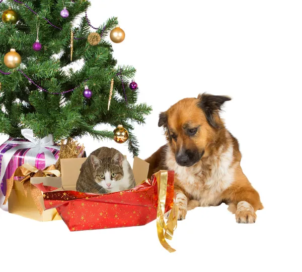 Cat and dog opening Christmas gifts Stock Picture