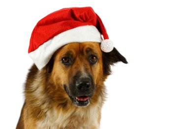 Noel Köpeği