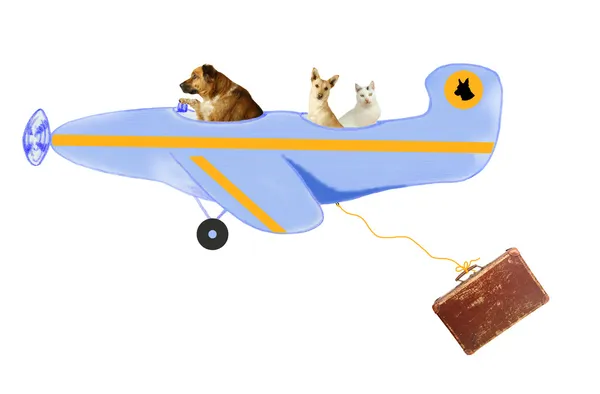 Ζώα, δύο σκυλιά και έναs tomcat, στα αεροπορικά ταξίδια — Φωτογραφία Αρχείου