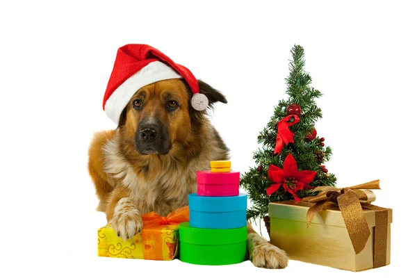 Christmas Dog — Stock Photo, Image