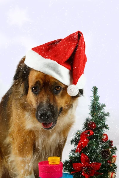 Boże Narodzenie pies — Zdjęcie stockowe