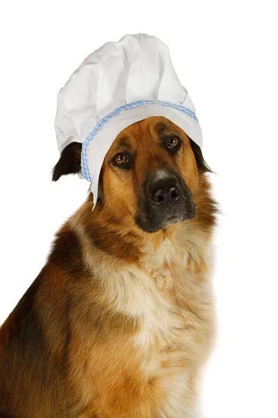 Big dog with a chefs hat — Stock Photo, Image