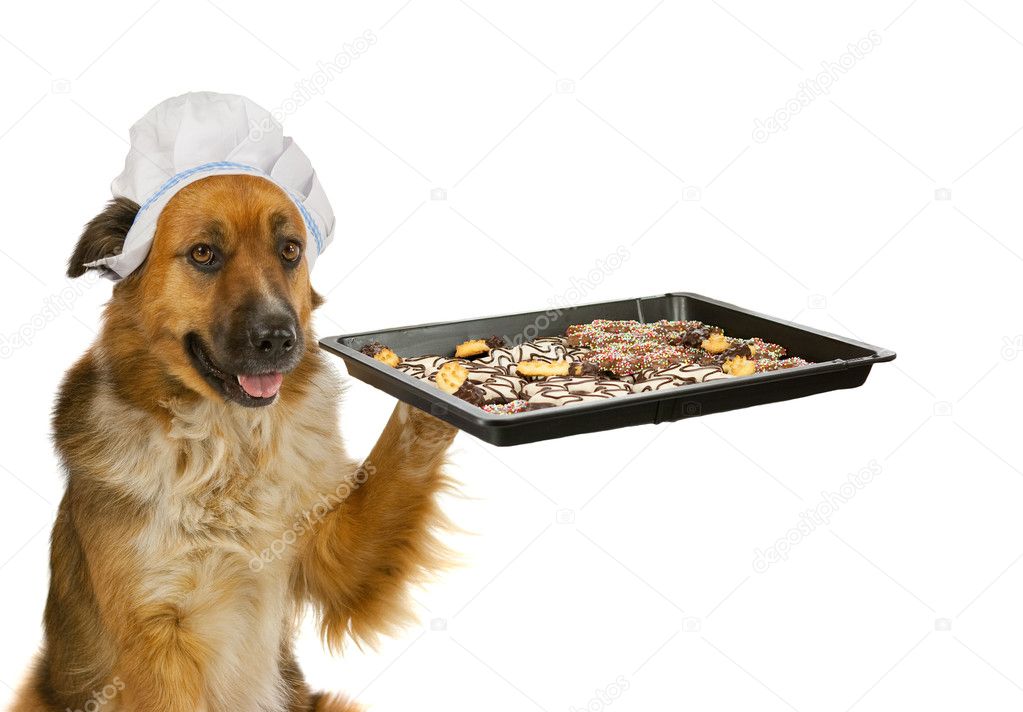 Dog with a chefs hat is offering christmas cakes — Stock Photo