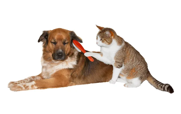 Katt borstning en lycksalig hund — Stockfoto