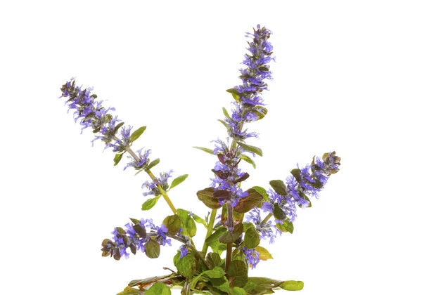 Erva de corneta azul, ou Ajuga reptans, flores — Fotografia de Stock