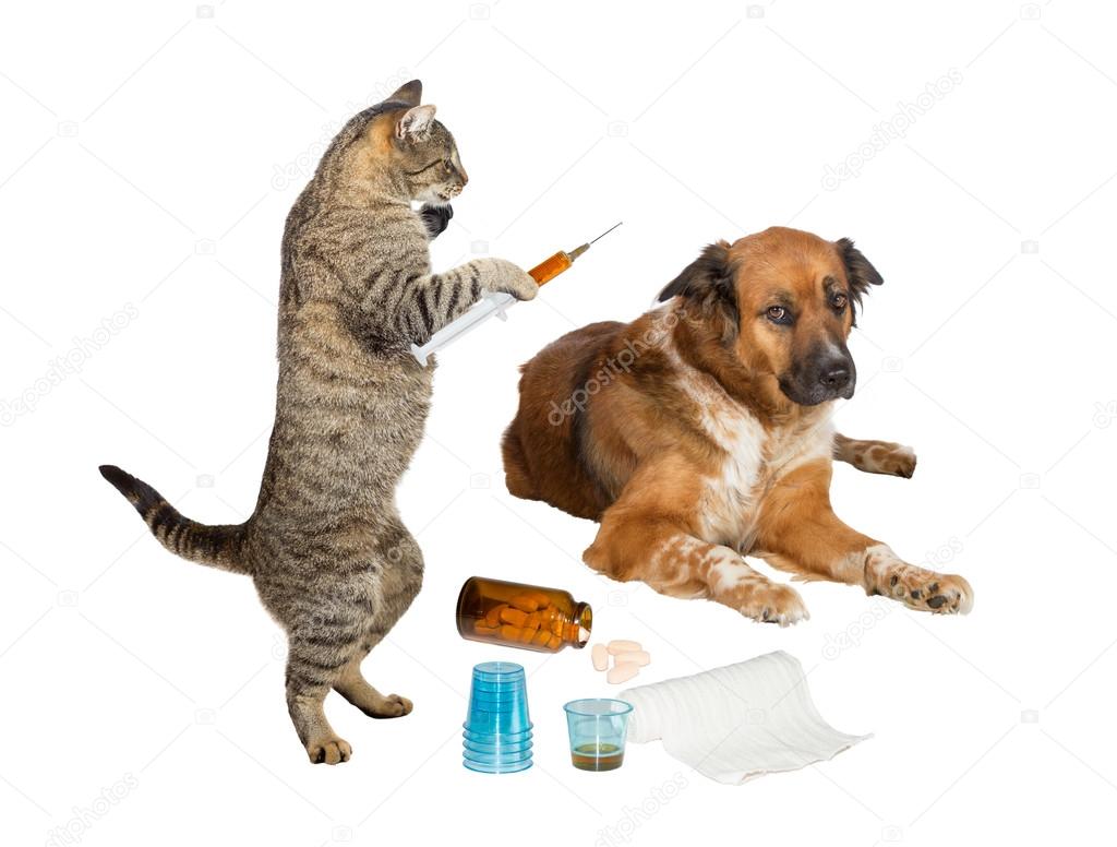 Veterinarian cat treating sick dog on white