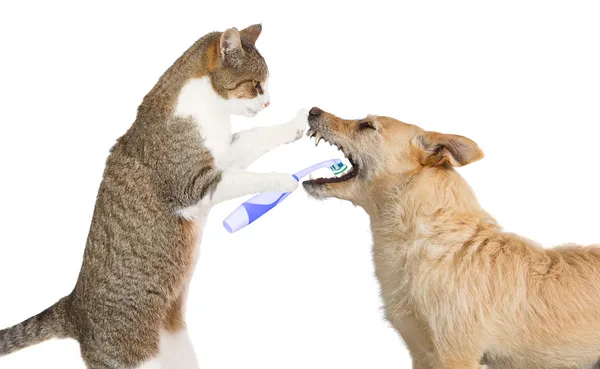 Niedliche Katze putzt einen Hund Zähne — Stockfoto