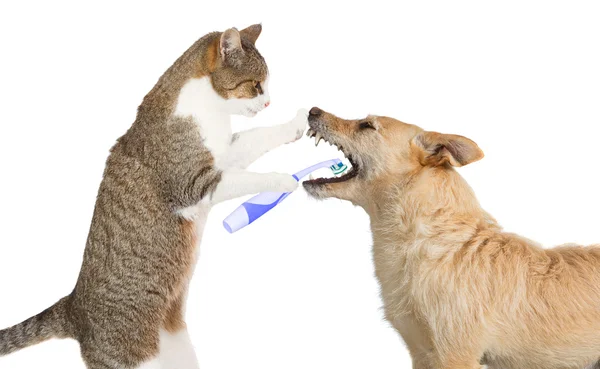 Aranyos macska, a kutyák fogak tisztítása Stock Kép