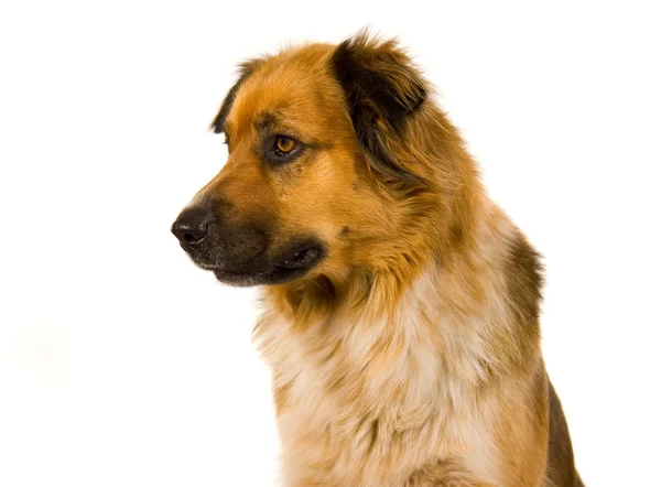 Retrato de cão — Fotografia de Stock