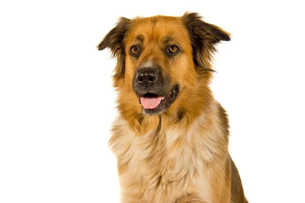 Retrato de cão — Fotografia de Stock