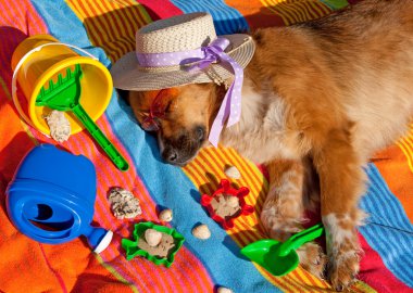 köpek tatil günleri