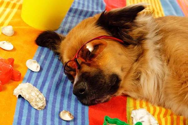 Cão em feriados — Fotografia de Stock