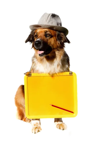 Dog with board — Stock Photo, Image