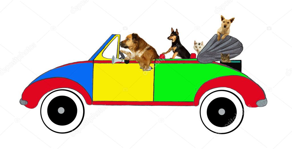 Dogs and cats driving in a car