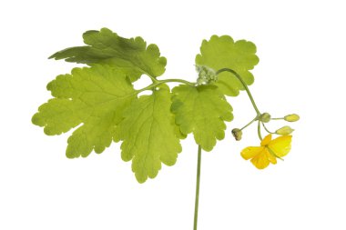 cheledonium veya tetterwort