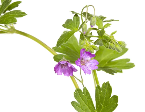 Malva sylvestris rostlina — Stock fotografie