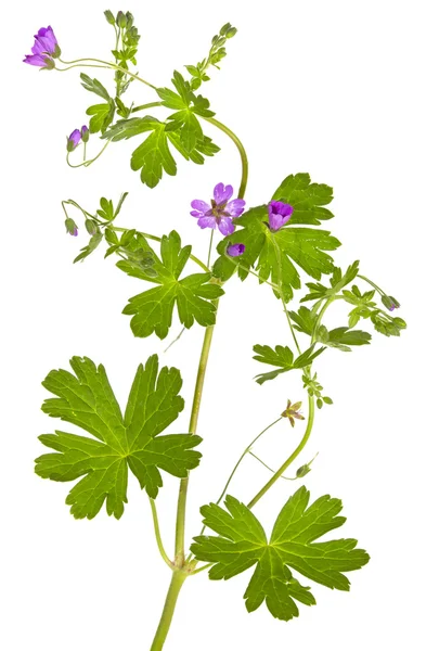 Isolated Malva sylvestris plant — Stock Photo, Image