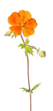 potentilla atrosanguinea çiçeği