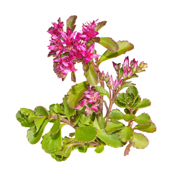 Sedum causticola växt med rosa blommor — Stockfoto