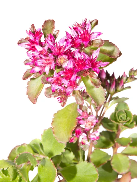 粉色的花的景天 causticola — 图库照片