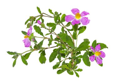 ladenin veya cistus albidus pembe çiçekler