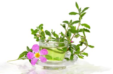 Infusion from the Rockrose or Cistus albidus clipart